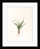 Pancratium calathiforme, Hymenocallis calathina; Pancrace à grand nectaire; Basket-flower, Basket Lily by Pierre Joseph Redouté