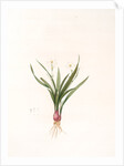 Pancratium calathiforme, Hymenocallis calathina; Pancrace à grand nectaire; Basket-flower, Basket Lily by Pierre Joseph Redouté