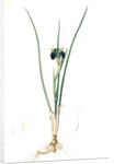 Iris tuberosa, Hermodactylus tuberosus; Snake's head Iris, Widow Iris by Pierre Joseph Redouté