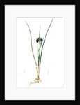 Iris tuberosa, Hermodactylus tuberosus; Snake's head Iris, Widow Iris by Pierre Joseph Redouté