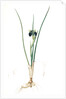Iris tuberosa, Hermodactylus tuberosus; Snake's head Iris, Widow Iris by Pierre Joseph Redouté