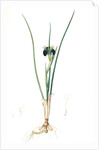 Iris tuberosa, Hermodactylus tuberosus; Snake's head Iris, Widow Iris by Pierre Joseph Redouté