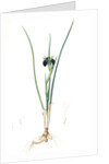 Iris tuberosa, Hermodactylus tuberosus; Snake's head Iris, Widow Iris by Pierre Joseph Redouté