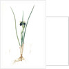 Iris tuberosa, Hermodactylus tuberosus; Snake's head Iris, Widow Iris by Pierre Joseph Redouté