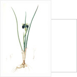 Iris tuberosa, Hermodactylus tuberosus; Snake's head Iris, Widow Iris by Pierre Joseph Redouté