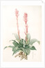 Neottia speciosa, Stenorhynchus speciosus; Néottie à fleurs roses by Pierre Joseph Redouté