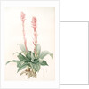 Neottia speciosa, Stenorhynchus speciosus; Néottie à fleurs roses by Pierre Joseph Redouté