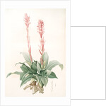 Neottia speciosa, Stenorhynchus speciosus; Néottie à fleurs roses by Pierre Joseph Redouté