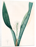 Sanseviera guineensis, Sansevieria thyrsiflora; Sansviera de Guinée, African hemp by Pierre Joseph Redouté