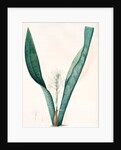 Sanseviera guineensis, Sansevieria thyrsiflora; Sansviera de Guinée, African hemp by Pierre Joseph Redouté