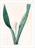 Sanseviera guineensis, Sansevieria thyrsiflora; Sansviera de Guinée, African hemp by Pierre Joseph Redouté
