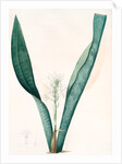 Sanseviera guineensis, Sansevieria thyrsiflora; Sansviera de Guinée, African hemp by Pierre Joseph Redouté