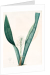 Sanseviera guineensis, Sansevieria thyrsiflora; Sansviera de Guinée, African hemp by Pierre Joseph Redouté