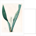 Sanseviera guineensis, Sansevieria thyrsiflora; Sansviera de Guinée, African hemp by Pierre Joseph Redouté