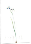 Vieusseuxia glaucopis, Moraea glaucopis; Vieusseuxie à taches bleues, Peacock Iris; Pavonia by Pierre Joseph Redouté