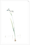 Vieusseuxia glaucopis, Moraea glaucopis; Vieusseuxie à taches bleues, Peacock Iris; Pavonia by Pierre Joseph Redouté