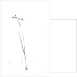 Vieusseuxia glaucopis, Moraea glaucopis; Vieusseuxie à taches bleues, Peacock Iris; Pavonia by Pierre Joseph Redouté