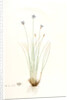 Aphyllanthes monspeliensis, Aphylanthe de Montpellier, Blue Grass Lily by Pierre Joseph Redouté