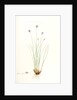 Aphyllanthes monspeliensis, Aphylanthe de Montpellier, Blue Grass Lily by Pierre Joseph Redouté