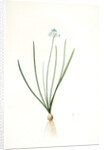Scilla umbellata, Scilla verna; Scille en ombelle, Spring squill by Pierre Joseph Redouté