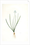Scilla umbellata, Scilla verna; Scille en ombelle, Spring squill by Pierre Joseph Redouté