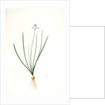 Scilla umbellata, Scilla verna; Scille en ombelle, Spring squill by Pierre Joseph Redouté