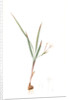 Gladiolus inclinatus, Babiana tubiflora; Glaïeul incliné, Long-tubed Babiana by Pierre Joseph Redouté