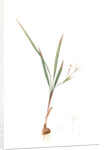 Gladiolus inclinatus, Babiana tubiflora; Glaïeul incliné, Long-tubed Babiana by Pierre Joseph Redouté
