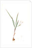 Gladiolus inclinatus, Babiana tubiflora; Glaïeul incliné, Long-tubed Babiana by Pierre Joseph Redouté