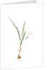 Gladiolus inclinatus, Babiana tubiflora; Glaïeul incliné, Long-tubed Babiana by Pierre Joseph Redouté