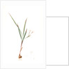 Gladiolus inclinatus, Babiana tubiflora; Glaïeul incliné, Long-tubed Babiana by Pierre Joseph Redouté