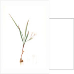 Gladiolus inclinatus, Babiana tubiflora; Glaïeul incliné, Long-tubed Babiana by Pierre Joseph Redouté