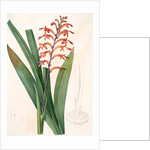 Antholyza praealta, Chasmanthe aethiopica; Antholyze élevée, Flag-leaved Antholyza by Pierre Joseph Redouté