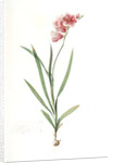 Ixia hyalina, Tritonia hyalina; Ixia demi-transparente; Tritonia by Pierre Joseph Redouté