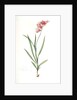 Ixia hyalina, Tritonia hyalina; Ixia demi-transparente; Tritonia by Pierre Joseph Redouté