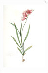 Ixia hyalina, Tritonia hyalina; Ixia demi-transparente; Tritonia by Pierre Joseph Redouté