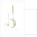 Abama ossifraga, Narthecium ossifragum; Abama des marais; Bog-Ashpodel by Pierre Joseph Redouté