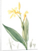 Canna flaccida, Balisier flasque, Golden Canna; Bandana of the Everglades by Pierre Joseph Redouté