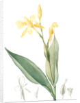 Canna flaccida, Balisier flasque, Golden Canna; Bandana of the Everglades by Pierre Joseph Redouté