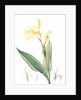 Canna flaccida, Balisier flasque, Golden Canna; Bandana of the Everglades by Pierre Joseph Redouté