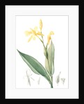 Canna flaccida, Balisier flasque, Golden Canna; Bandana of the Everglades by Pierre Joseph Redouté