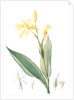 Canna flaccida, Balisier flasque, Golden Canna; Bandana of the Everglades by Pierre Joseph Redouté