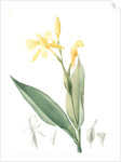 Canna flaccida, Balisier flasque, Golden Canna; Bandana of the Everglades by Pierre Joseph Redouté