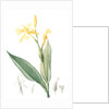 Canna flaccida, Balisier flasque, Golden Canna; Bandana of the Everglades by Pierre Joseph Redouté