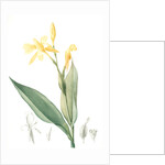 Canna flaccida, Balisier flasque, Golden Canna; Bandana of the Everglades by Pierre Joseph Redouté