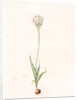 Ornithogalum thyrsoides, Ornithogale en Thyrse; Chincherinchee or African Wonder Flower by Pierre Joseph Redouté