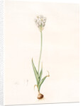 Ornithogalum thyrsoides, Ornithogale en Thyrse; Chincherinchee or African Wonder Flower by Pierre Joseph Redouté