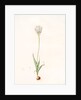 Ornithogalum thyrsoides, Ornithogale en Thyrse; Chincherinchee or African Wonder Flower by Pierre Joseph Redouté
