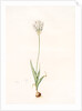 Ornithogalum thyrsoides, Ornithogale en Thyrse; Chincherinchee or African Wonder Flower by Pierre Joseph Redouté