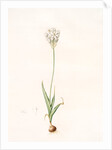 Ornithogalum thyrsoides, Ornithogale en Thyrse; Chincherinchee or African Wonder Flower by Pierre Joseph Redouté